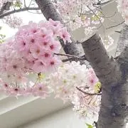 さくら