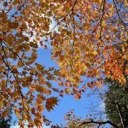 ricomamaの画像