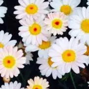まめ