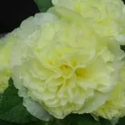あるせあの画像