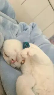 Haku*の画像