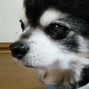 遠藤豆の画像