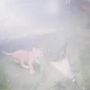 まるの画像