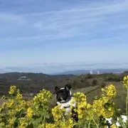 ハナの画像
