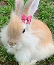 うさぎ