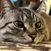 sの画像