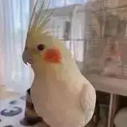 オレンジの画像