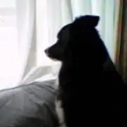 ボーダーコリー