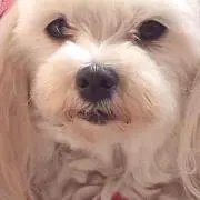 candy candyの画像