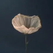 lyの画像