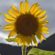 EIの画像