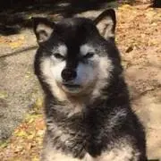 まるる
