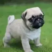 Pug Chan