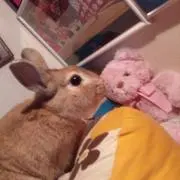 あさ