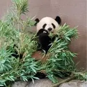 おちゃえの画像