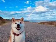 ぐっち