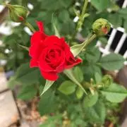 チョコ★