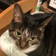 チビハナの画像