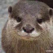 ミミガー