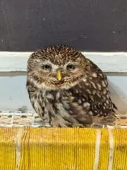 ブルーバードの画像