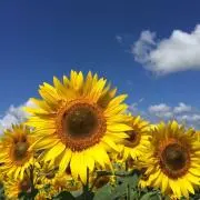 ttok39の画像