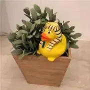 ミントの画像