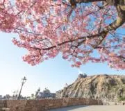 さくら☆彡匿名配送☆★*☆彡の画像