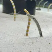 はずきの画像
