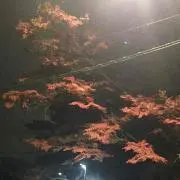 たくロン