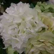 すもも