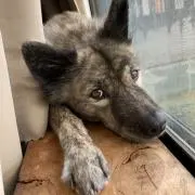 ヒロ