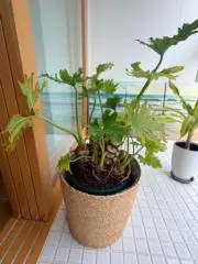 ろかの画像