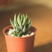 あずき