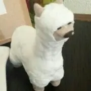 sayoの画像
