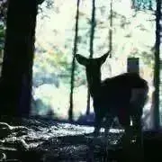 ゆらの画像