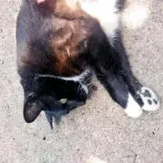 さえみんの画像