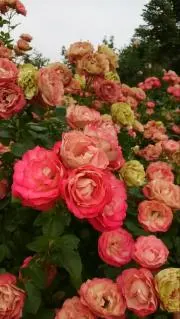 yu-kiの画像
