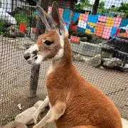 ちゃかもー