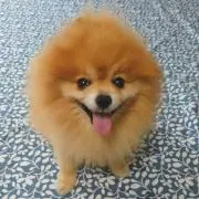 noriわんこ(=∵=)/