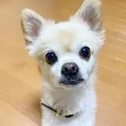 apの画像