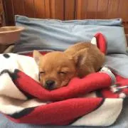 しんたん