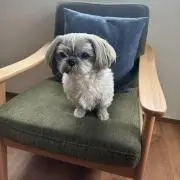 MORIZO アクリルスタンド 会長 モリゾウ 豊田章男 シークレット3点