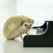 はつの画像