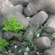 田中の画像
