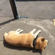ま~にゃんの画像
