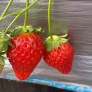 マチルダの画像