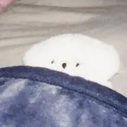 ✨の画像