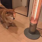 inu