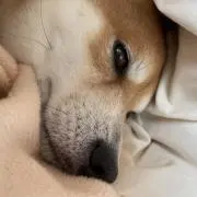 まめたろうの画像