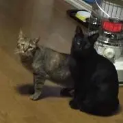 キララの画像